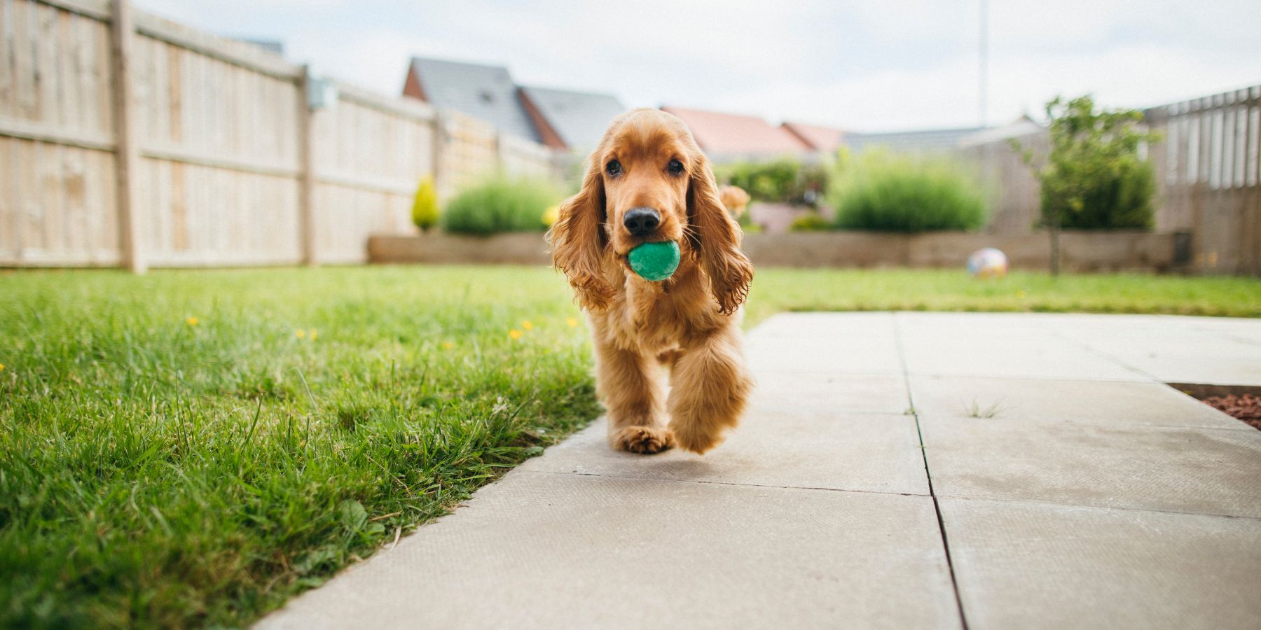 Why Playing Fetch with Your Dog Is More Dangerous Than You Think!