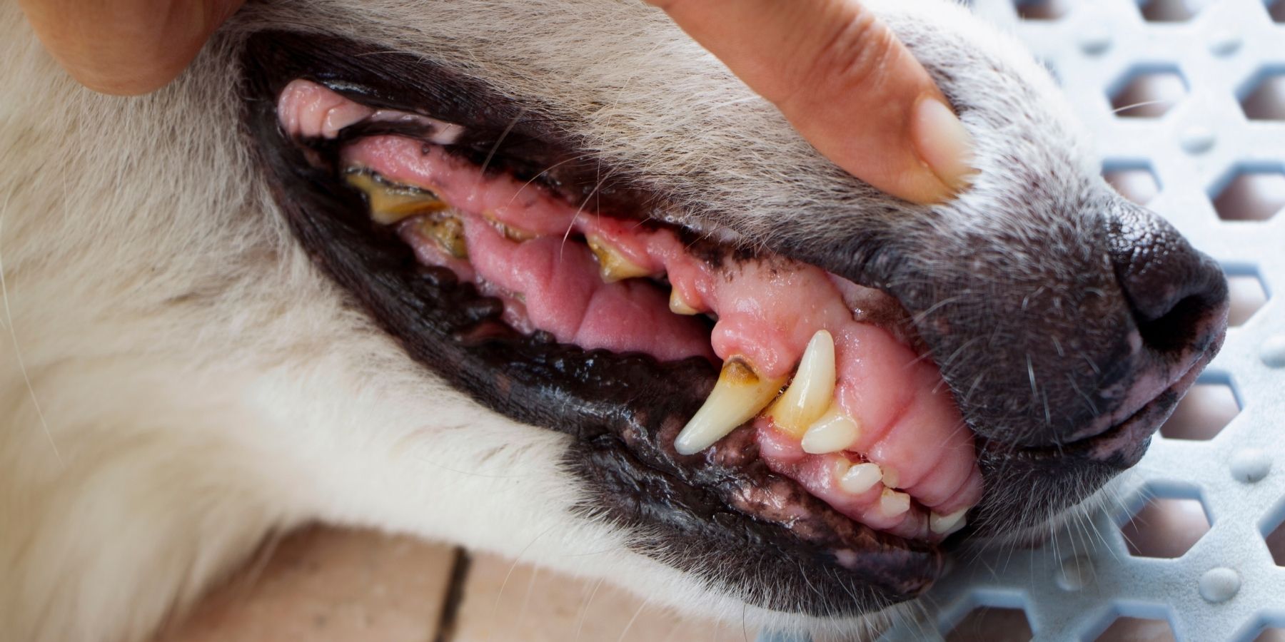 What Causes Your Dog’s Teeth to Decay? : Uncovering the Reasons