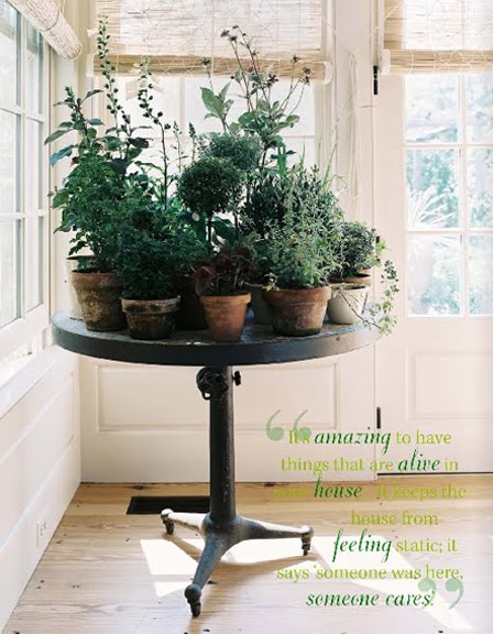 Home inspiration: Plant table